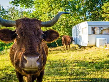 Camping traditionnel