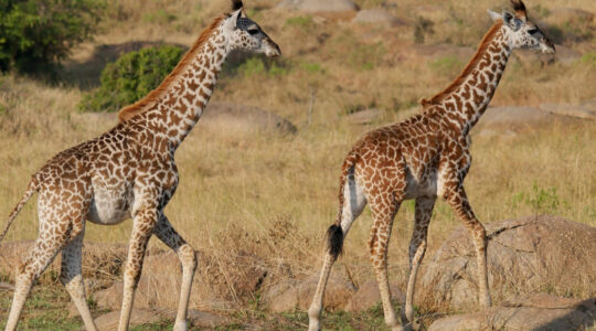 parc animalier